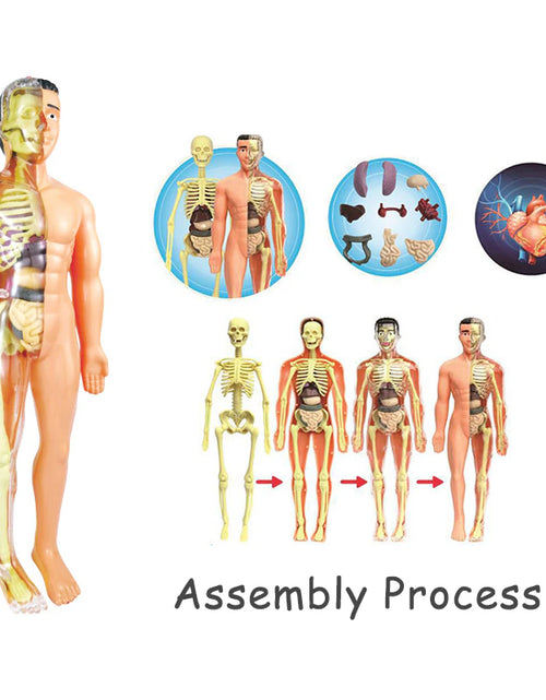 Load image into Gallery viewer, 3D Human Body Torso Model Educational Assembly Learning DIY Toys Human Body Organ Teaching Tools Early Learning Toy for Children

