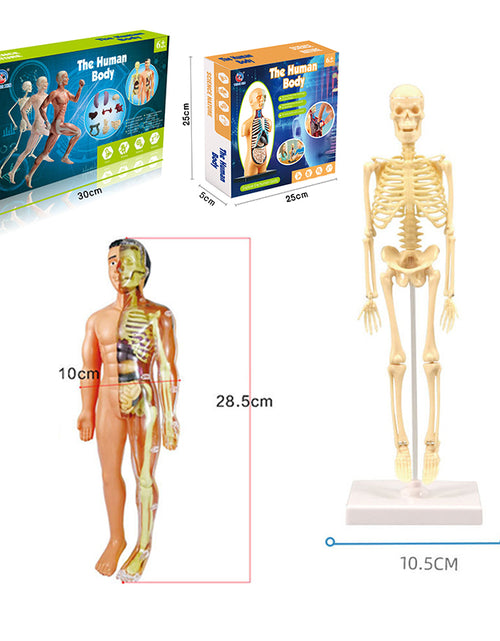 Load image into Gallery viewer, 3D Human Body Torso Model Educational Assembly Learning DIY Toys Human Body Organ Teaching Tools Early Learning Toy for Children
